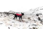 Cold Weather Pet Care